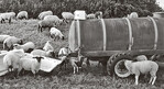 Täglich muss frisches Wasser den Schafen bereitgestellt werden.