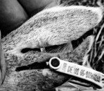 Die Ohrmarken bringen insgesamt mehr Vorteile, so der EuGH.