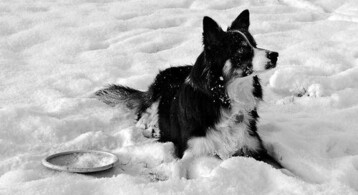 Besser als Schneeblle: Disc-Dogging (Hundefrisbee) macht Hund und Herrchen/Frauchen Spa.