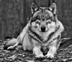 Es begann im Jahr 2000 mit einem Wolf. Heute sind schon fast 300 wieder in Deutschland beheimatet.