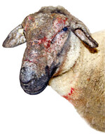 Keine Kopfräude - Allergisch bedingte Hautveränderungen