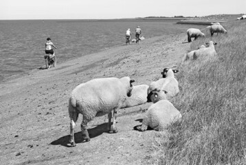 Die Dioxin-Belastung trat zunchst nur in Norddeutschland auf, mittlerweile
ist klar, dass es ein berregionales, ja Eu-weites Problem ist.