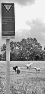 Schafbeweidung ist oftmals angewandter
Naturschutz. Das muss von
der Öffentlichkeit honoriert werden.