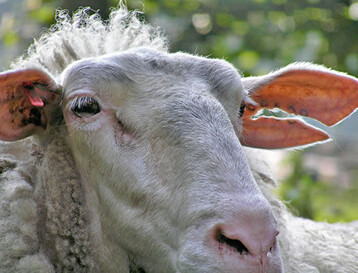 Ohrmarken reien aus und hinterlassen geschlitzte Ohren sowie vereiterte
Wunden. Daher die VDL-Forderung: Kennzeichnung der Tiere erst
beim Verlassen der Betriebs und dann reicht eine Bestandsohrmarke.