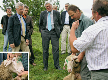 Aufgeschlitzte Ohren und unntige Brokratie, das sind Auswirkungen
der neuen Tierkennzeichnung. Dr. Guth berzeugte sich vor Ort.