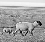 Von Schafen beweidete Deiche sind
bei Sturmfluten sicherer.