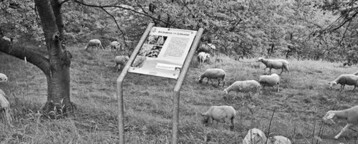 Fr den nachhaltigen Erhalt des Grnlandes setzt sich das BfN ein.