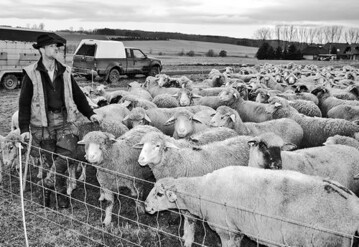 Die Entfernungen zu den Weiden sind oft betrchtlich, daher sind Schfer zwingend auf den Gelndewagen angewiesen.