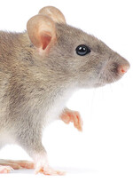 Ungeliebte Untermieter