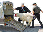 Der innergemeinschaftlich
Handel mit Schafen stockt
durch die Bestimmungen der
TSE-Verordnung.