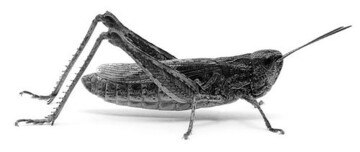 Aufreger: Insekten-Burger und Grashpfer-Kebab