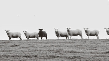 Schwarzes Schaf