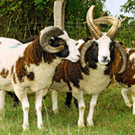 Viele Hörner und ein
rassetypischer Kopf mit
weißer Blesse und schwarzen
Backen sind die einige der
besonderen Merkmale des
Jakobschafes.