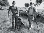Schäfermeister Ralf Meisezahl und sein Lehrling Benedikt Schwing pflegen mit ihren Schafen u. a. auch die Wetterauer Hutungen.