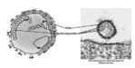 Schematische Darstellung und elektronenmikroskopische Aufnahme des
Schmallenberg-Virus. Zu sehen ist ein von einer Membran umhülltes Viruspartikel,
das die drei Segmente der Erbinformation enthält.