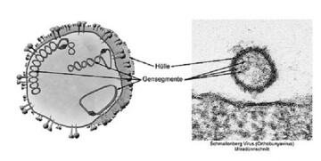 Schematische Darstellung und elektronenmikroskopische Aufnahme des
Schmallenberg-Virus. Zu sehen ist ein von einer Membran umhlltes Viruspartikel,
das die drei Segmente der Erbinformation enthlt.