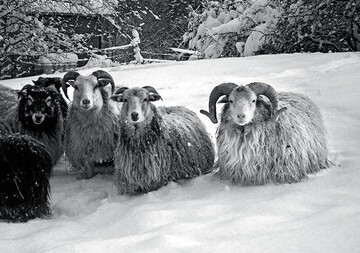 Leserfoto des Monats: Schafe im Januar