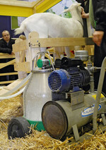 Milchschafe oder -ziegen werden heute
weitgehend mit der Maschine gemolken.
Dennoch ist der Melker unersetzlich!