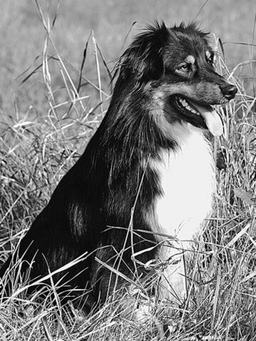 Ein Befall mit Schdlingen ist kein
unabwendbares bel, dem die
Hunde hilflos ausgeliefert sind