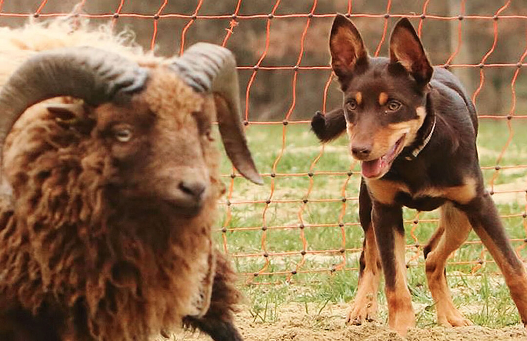 Kleiner Hund  Kleines Schaf