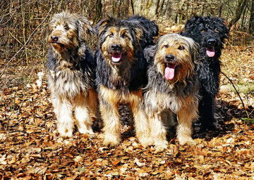 Leserfoto des Monats: Altdeutsche Htehunde  man muss sie lieben!