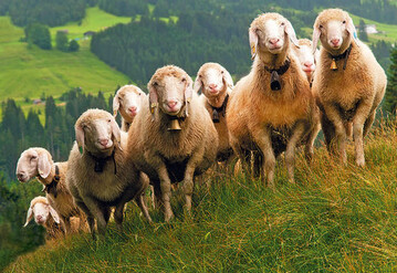 Das Foto wurde, mit vielen anderen Schafmotiven, in meinem Buch Schafe, Land & Leute (www.limosa.de) verffentlicht.