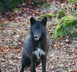 Unerwünscht: Einzelne umherstreifende Wölfe tauchen auch in Bundesländern
auf, die bisher noch keine Probleme mit diesem Raubtier hatten.