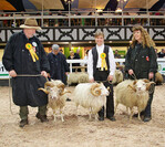 Die deutschen Küstenrassen stehen im Mittelpunkt der Bundesschau, hier: Skudden.