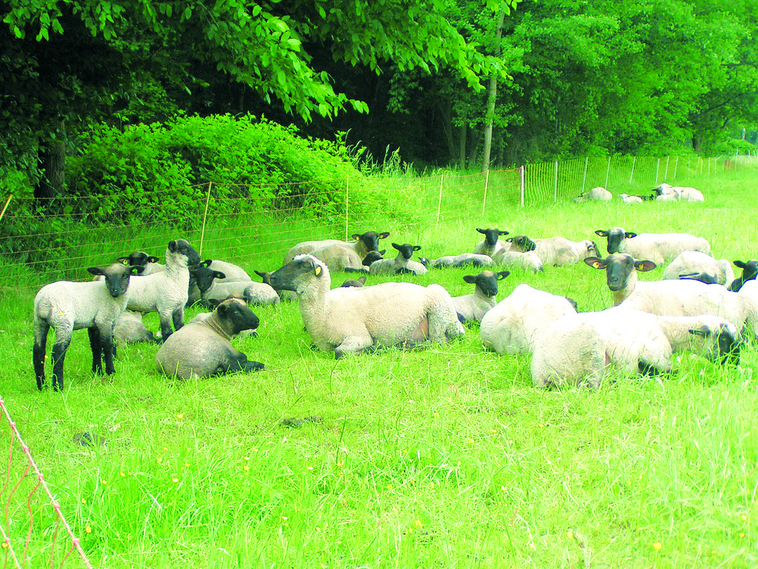 Friedliche Landschaftspfleger bei der Mittagsrast: Schwarzkopfschafe mit ihren Lmmern auf einer Weide in Michelstadt-Rehbach. Wre der 90 cm hohe Zaun auch doppelt so hoch, die Tiere htten keine Chance gegen den Wolf. 