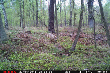 Wolfnachweis in der Knigsbrcker Heide (Sachsen) mit Wildkamera