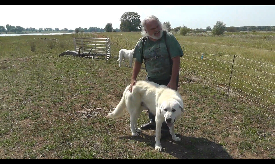 Winfried Mennle zchtet seit einigen Jahren Herdenschutzhunde.